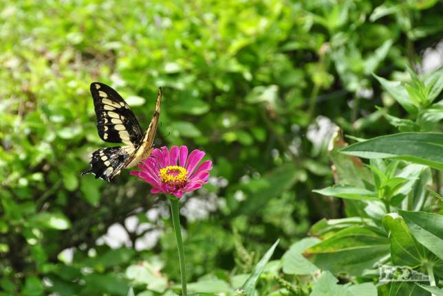 Borboletário em Rio Grande, no sul do Rio Grande do Sul